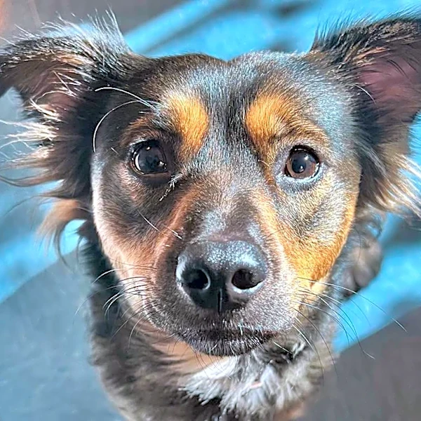 Pet of the Week returns! Vote for your favorite cuddly contestant