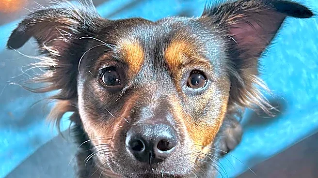 Pet of the Week returns! Vote for your favorite cuddly contestant