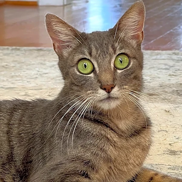 Pet of the Week round three introduces new adorable fur babies