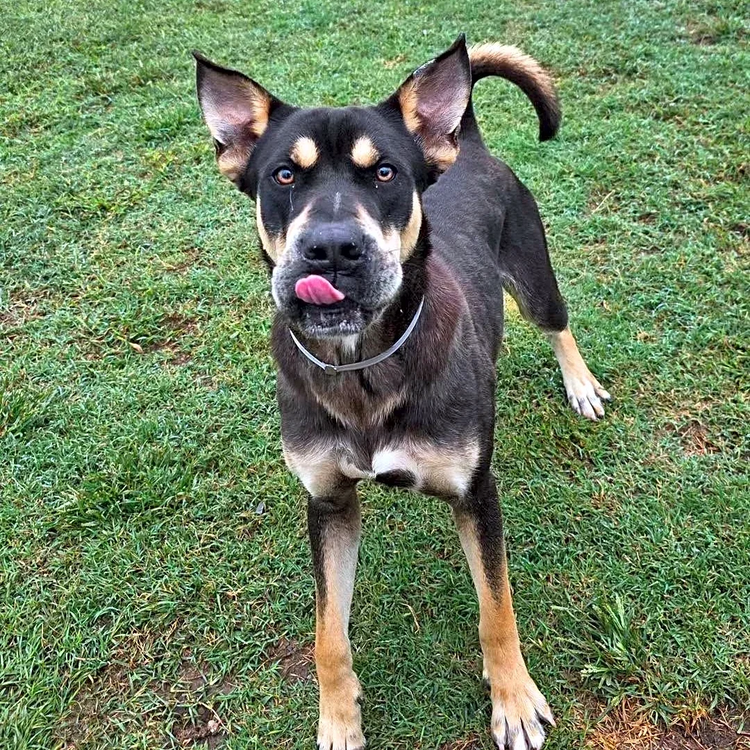 Vote for your favorite Pet of the Week in our newest poll
