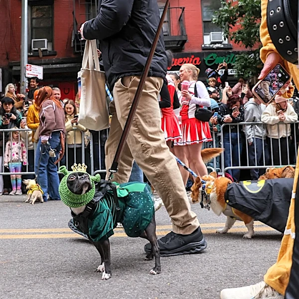 Best images from Tompkins Square Halloween Dog Parade