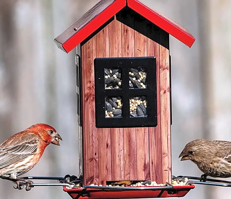 Backyard birdwatching costs as little as $2 with bird feeder deals up to 62% off