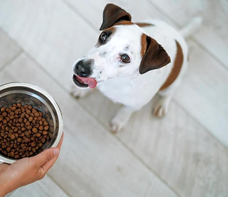 Dog food recalled after illnesses linked to salmonella