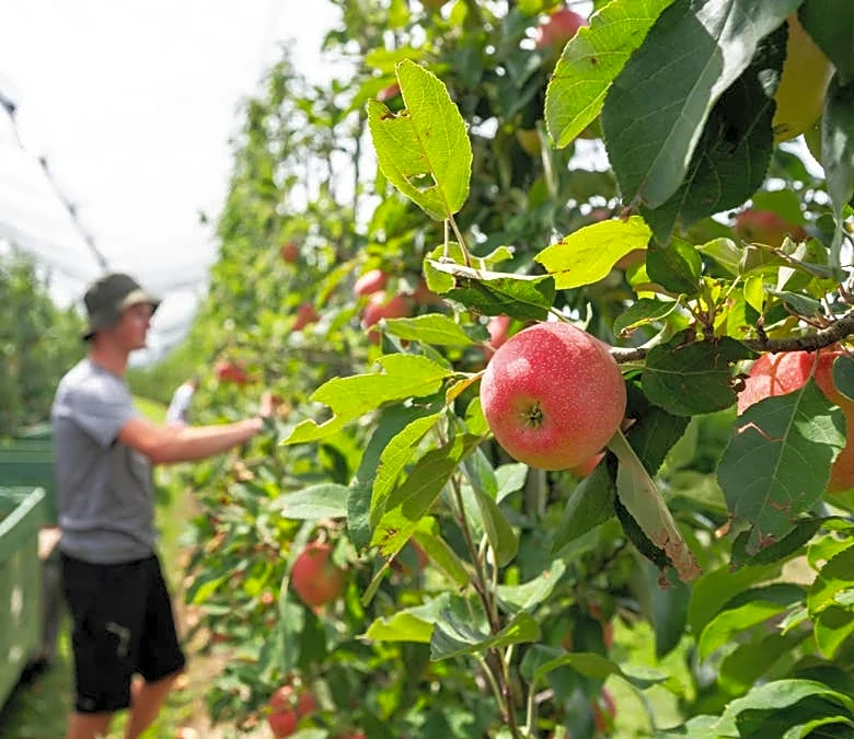 Major fruit grower lays off nearly 1,000 workers