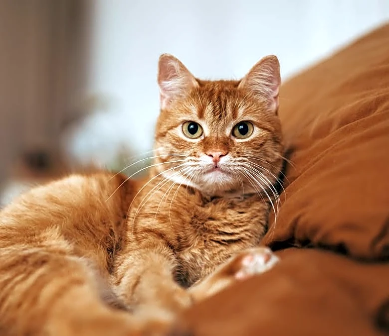 Your estate plan may be missing an important family member