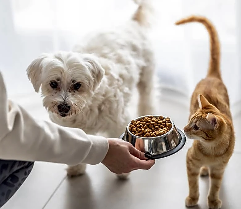 Morgan Stanley delivers blunt message to America’s pet owners