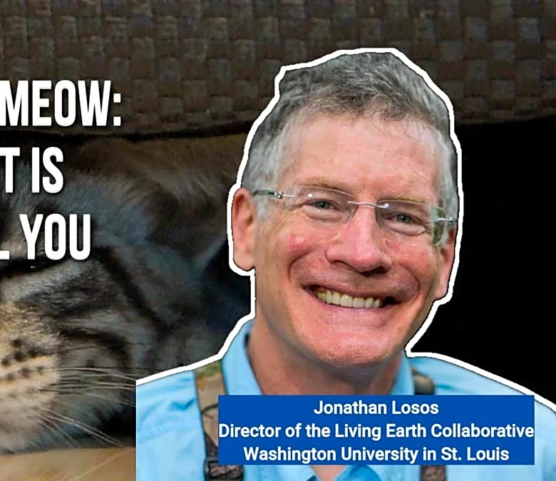 Decoding the Meow: What Your Cat Is Trying To Tell You
