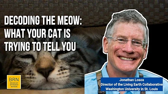 Decoding the Meow: What Your Cat Is Trying To Tell You