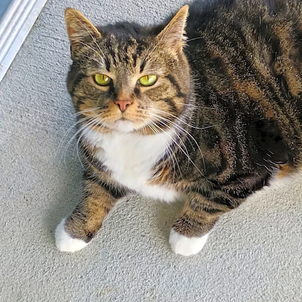 Hot dogs, cool cats: A queen or handsome fella could be right for you