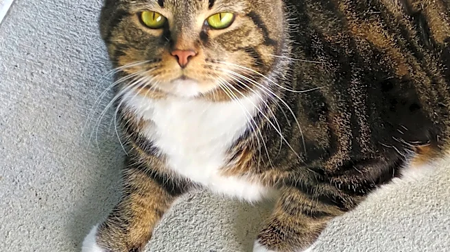 Hot dogs, cool cats: A queen or handsome fella could be right for you