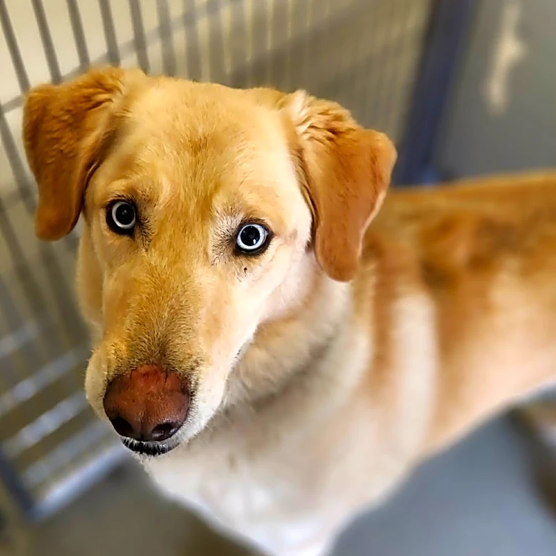 Hot dogs, cool cats: Two pets with big personalities. You need both