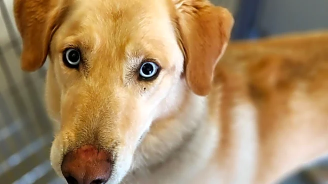 Hot dogs, cool cats: Two pets with big personalities. You need both