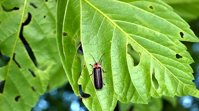Firefly season has arrived in Ohio. Here are the best spots to view them