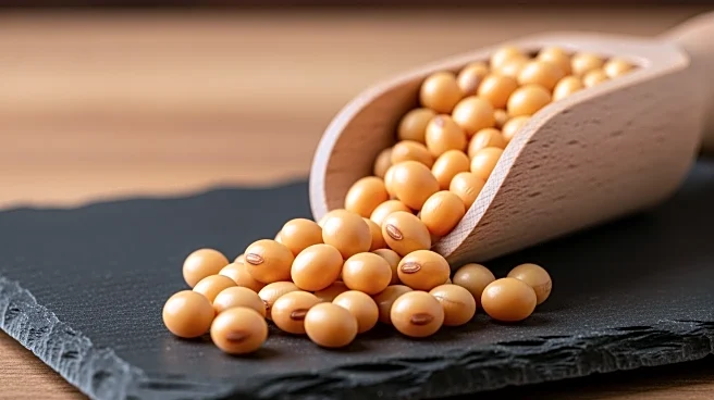 China Increases U.S. Soybean Purchases Amid Trade Thaw