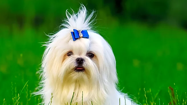 Tuscarawas Humane Society Seeks Homes for Kokanee and Rosebud