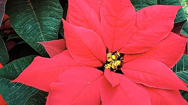Weidner's Gardens Expands Poinsettia Offerings to Include Diverse Colors and Varieties