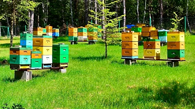 TikTok's 'The Bee Lady' Highlights Beekeeping's Role in Ecosystem