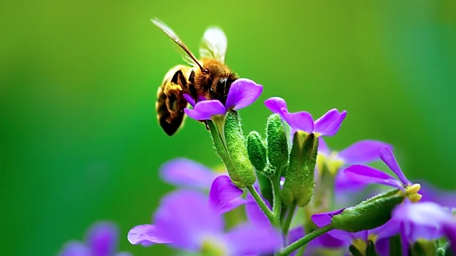 TikTok Beekeeper Erika Thompson Discusses Her Passion for Bees and Their Ecological Importance