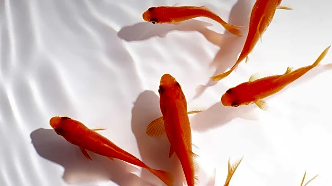 Dermatologists Warn Against Viral 'Fish Pedicures' Due to Health Risks