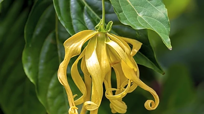 Study Finds Testosterone Influences Perception of Dominance Through Body Odor