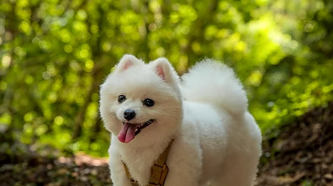 Pomsky Breed Gains Viral Attention Due to Unique Mix and Social Media Popularity