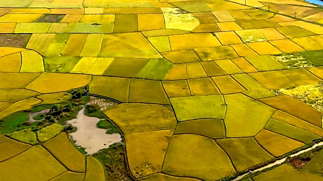 Mountain Mandarin Festival Celebrates Harvest Season in Roseville