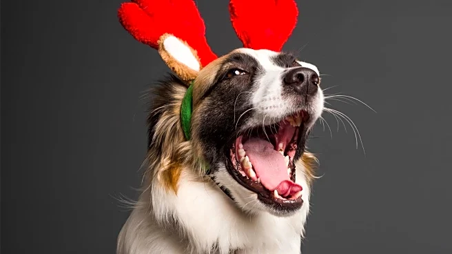 Memorial Health Therapy Dogs Visit CBS Miami, Spread Holiday Cheer