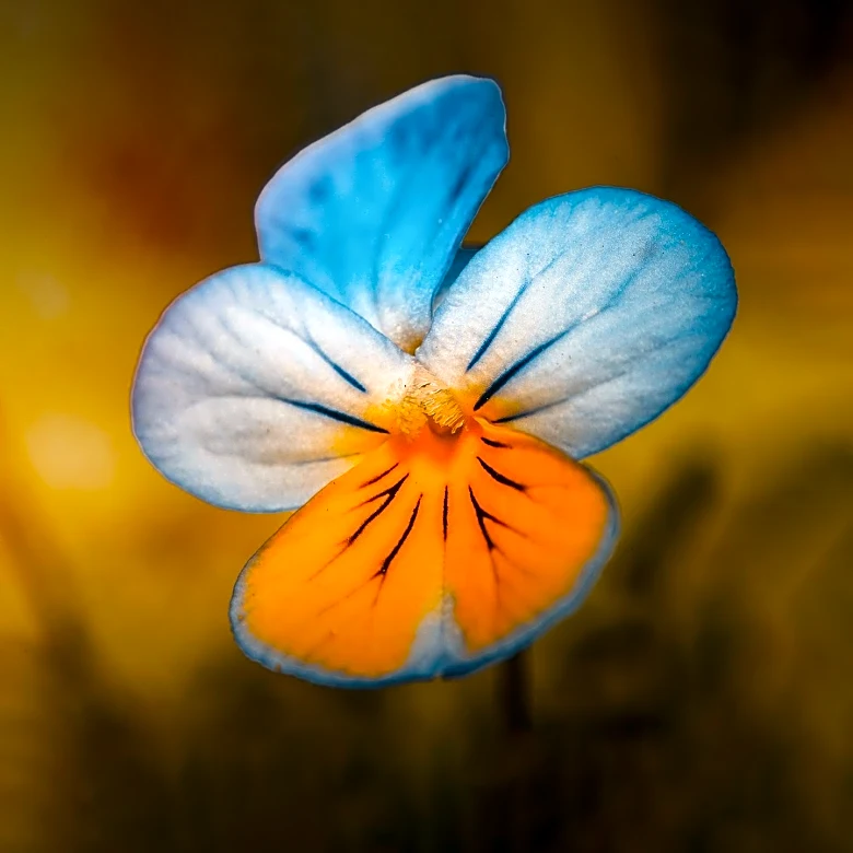 Barb's Precious Rescue Hosts Whiskers and Wishes Event for Holiday Celebrations