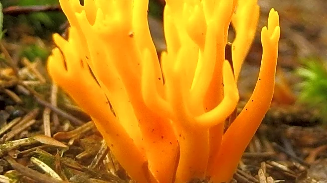 Raman Spectroscopy Offers Needle-Free Glucose Monitoring for Diabetes Patients