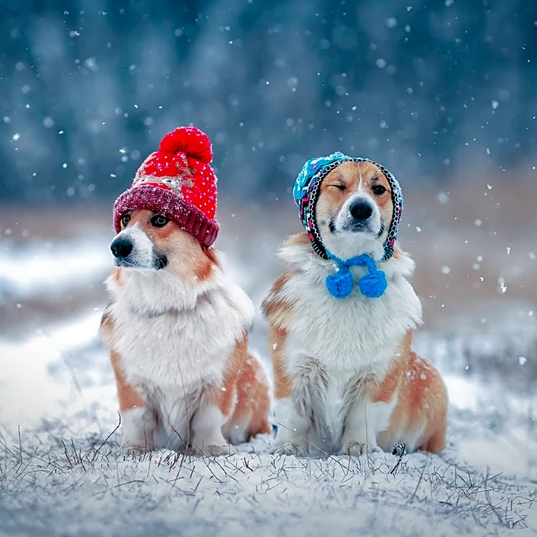 Experts Advise on Pet Safety During Cold Weather