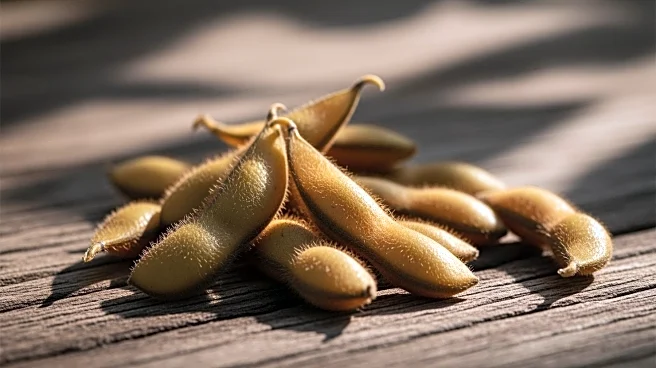 U.S. Soybean Futures Decline Amid Concerns Over Chinese Demand