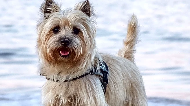 Canine Chronicle Invites Public to Share Favorite Norwich Terrier Memories