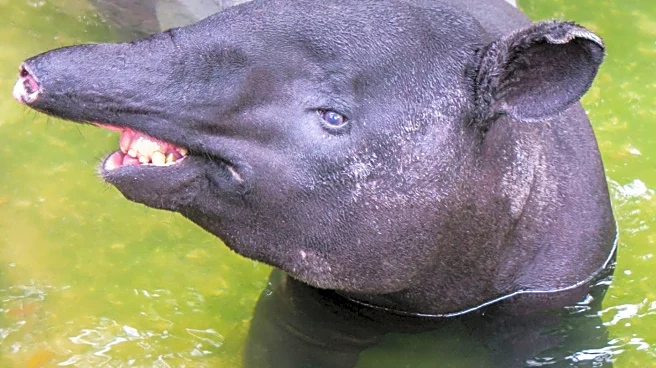 Mouth Taping Trend Raises Health Concerns Amidst Sleep Benefits Claims