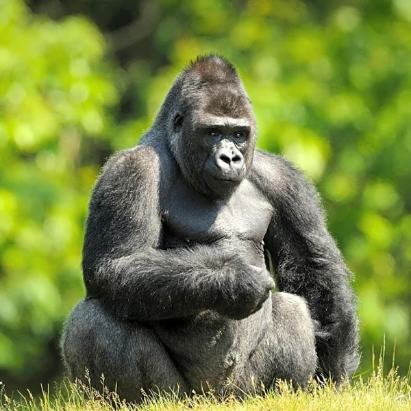 High-Fiving Gorilla Wins Top Prize at Comedy Wildlife Awards