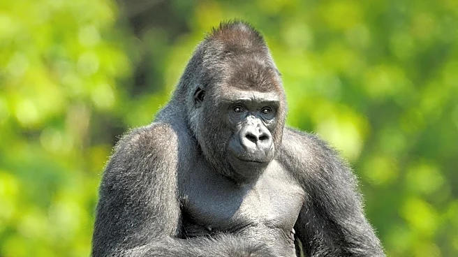 High-Fiving Gorilla Wins Top Prize at Comedy Wildlife Awards
