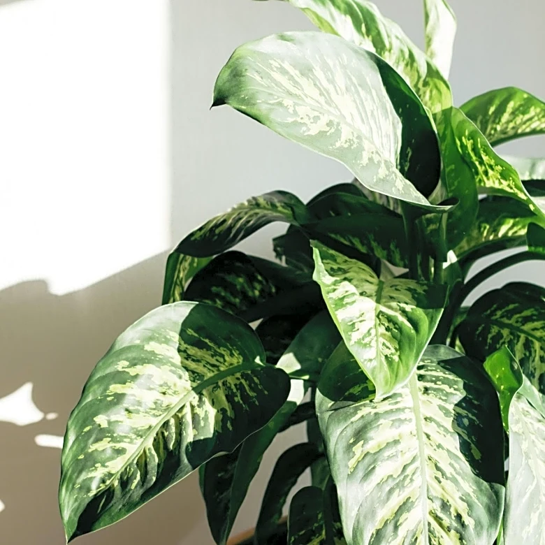 Houseplants Offer a Natural Solution to Indoor Air Pollution Amid Energy Concerns