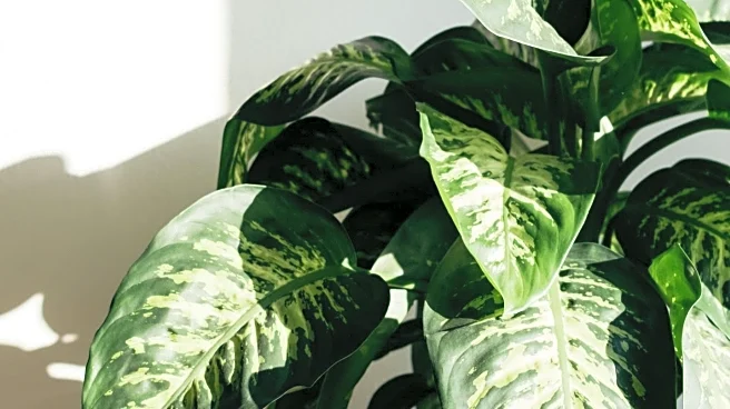 Houseplants Offer a Natural Solution to Indoor Air Pollution Amid Energy Concerns