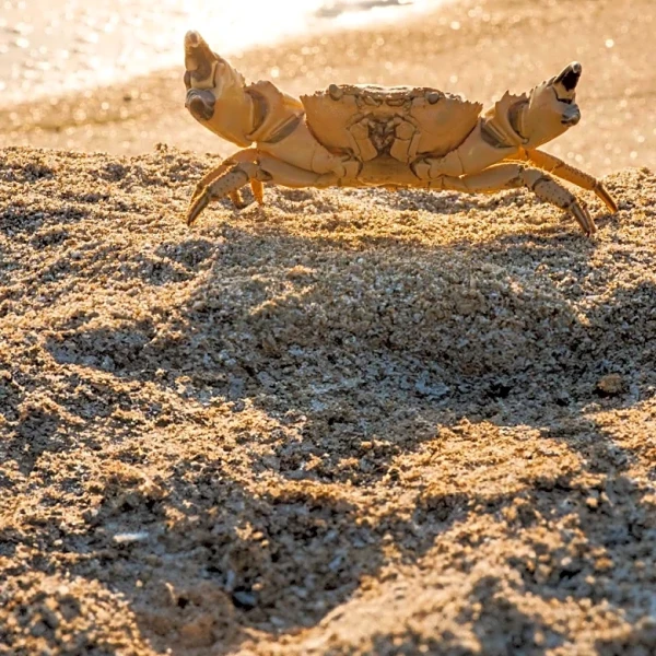 Community Event: Crab Feed Offers All-You-Can-Eat Crab and Curated Cocktails