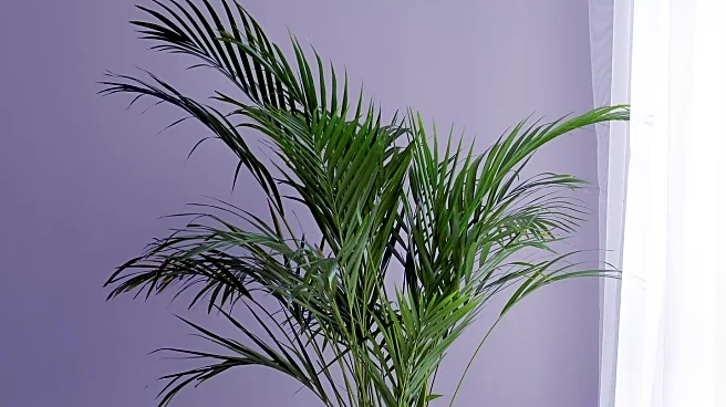 Houseplants Offer Air Purification Benefits Amid Energy Concerns
