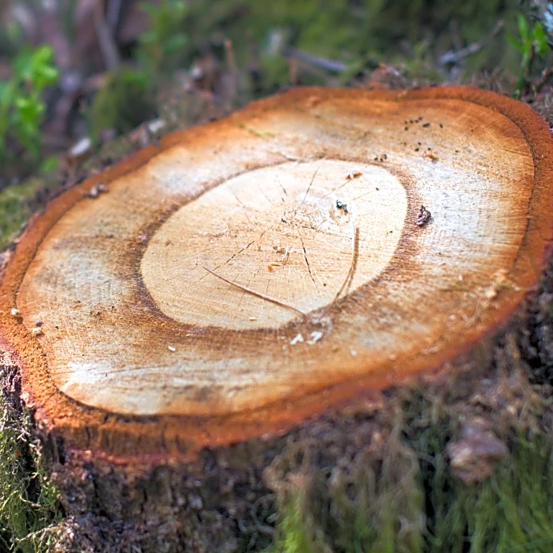 Artist Luke Jerram's Echo Wood Project to Feature 365 Tree Species in New Forest Installation