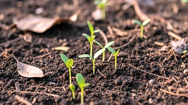 Giorgi Mushroom Company Invests in Regenerative Agriculture to Enhance Soil Health and Sustainability