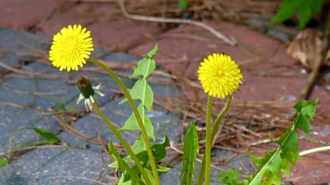 Dandelion Cocktail Bar Opens in West Village, Offering Unique Nightlife Experience