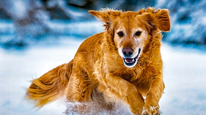 Golden Retriever's Hilarious Encounter with Neighborhood Snowman Goes Viral