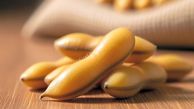 China Reaches Halfway Mark in U.S. Soybean Purchase Agreement