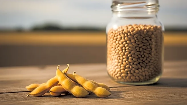 U.S. Soybean and Grain Futures See Little Change Amid Trade and Geopolitical Tensions