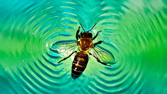 Modi'in Mother Transitions from Banking to Apitherapy, Embracing Bee Sting Therapy