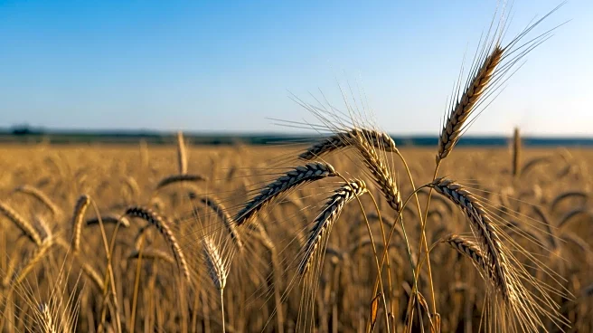 Grain Prices Expected to Remain Stable Heading into 2026 Amid Adequate Supplies