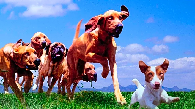 Doggy Day Care's Nativity Scene with Dogs Captivates Social Media