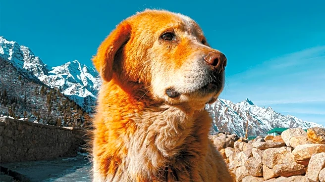 Golden Retrievers Set New World Record in Buenos Aires Gathering