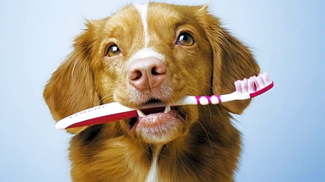 Veterinarian Offers New Year's Resolutions for Pet Owners to Enhance Pet Care